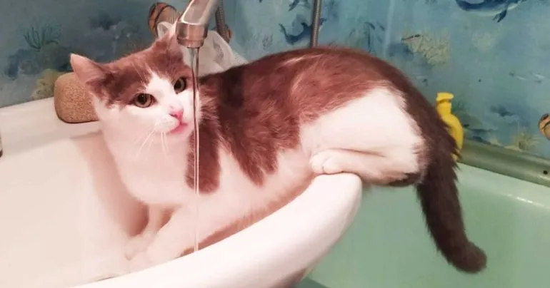 «Полтававодоканал»: з 1 вересня ми вимушені знизити тиск у мережі міста