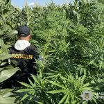 Поліція знищила понад 21 тисячу нарковмісних рослин у 20 областях України