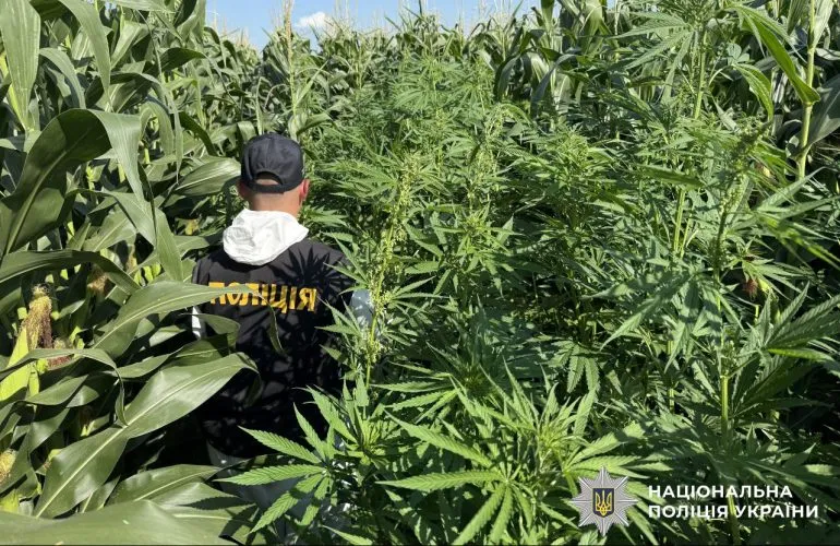 Поліція знищила понад 21 тисячу нарковмісних рослин у 20 областях України