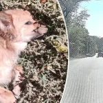 В Полтаве водитель Mercedes смертельно травмировал собаку и покинул место ДТП