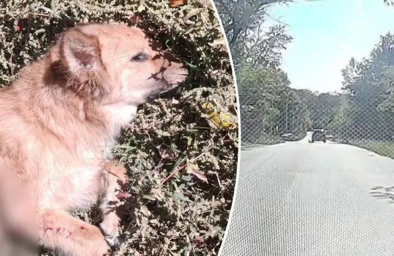 В Полтаве водитель Mercedes смертельно травмировал собаку и покинул место ДТП