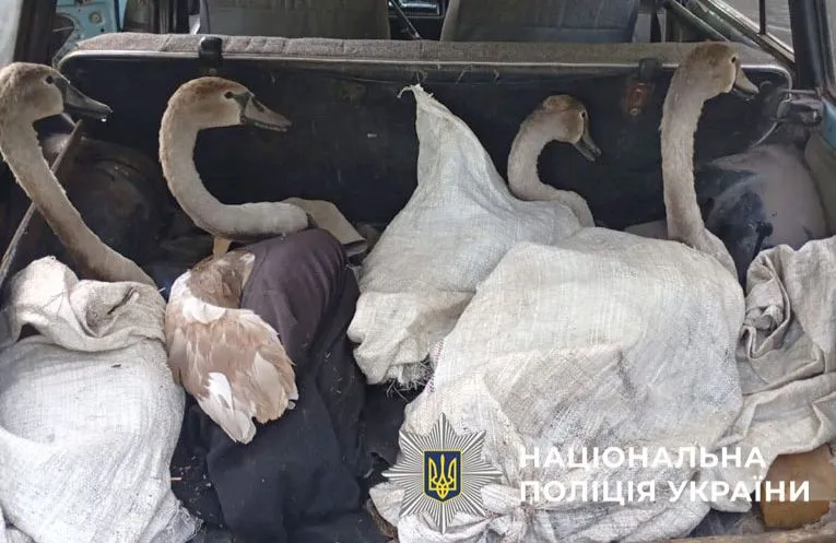 У Кременчуцькому районі затримали браконьєрів, які незаконно виловили диких лебедів