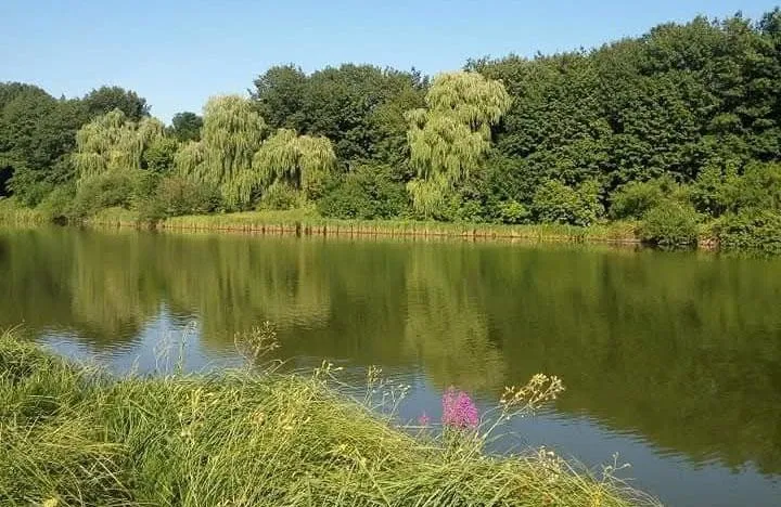 Нардеп Нальотов предлагает провести аукцион на земельный участок со ставком в Глуховом