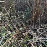 У Лохвицькій громаді виявили тіло чоловіка у водоймі: поліція проводить розслідування