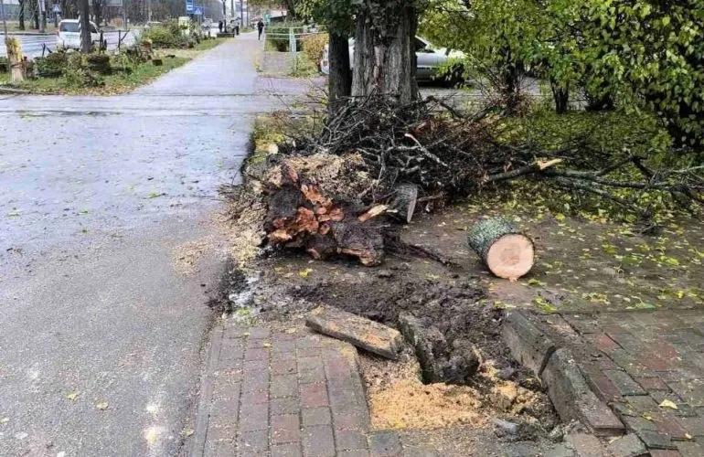 У Полтаві дерево впало на кіоск біля зупинки «28 школа» – постраждалих немає