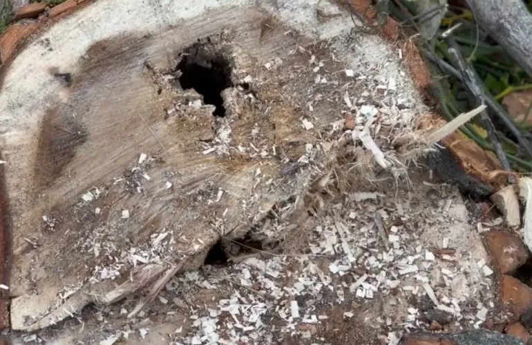 У Полтаві пояснили, чому дозволили вирубку тополиного гаю в мікрорайоні Затишний