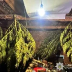У мешканця Оржицької громади вилучили майже 6 кг канабісу під час обшуку