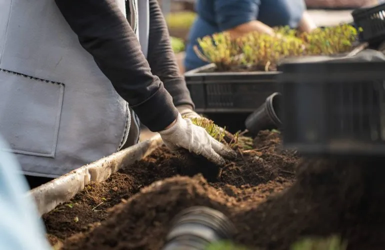 В Полтаве готовят 17 тысяч цветов для весенней высадки несмотря на обстрелы