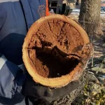 В Полтаве почти завершили годовой план по удалению аварийных деревьев — более 3000 насаждений