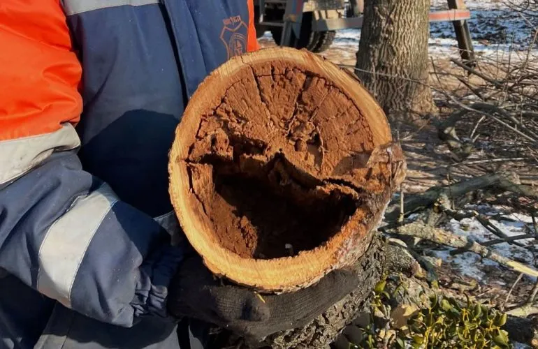 У Полтаві майже завершили річний план видалення аварійних дерев — понад 3000 насаджень