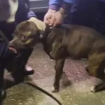 Владельцу собаки, которая напала на полицейских в Полтаве, избрали домашний арест