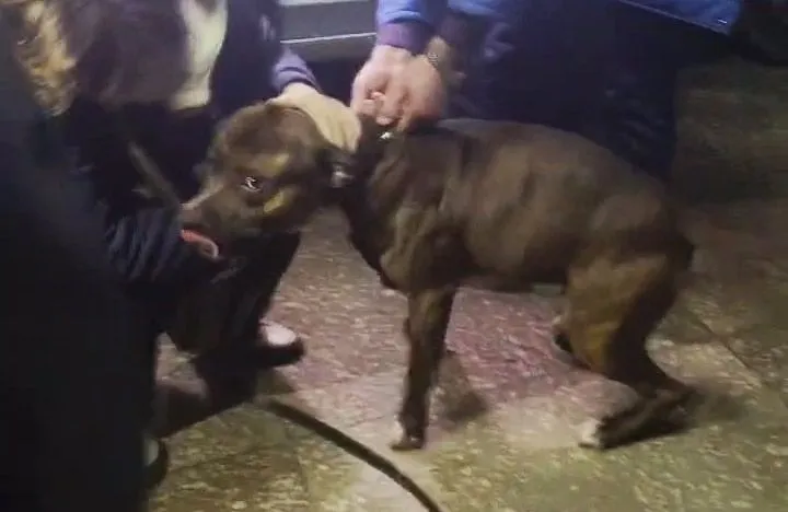 Владельцу собаки, которая напала на полицейских в Полтаве, избрали домашний арест