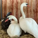 Лебедей из Дендропарка Полтавы перевезли на зимнюю передержку