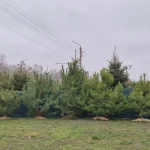 Де придбати легальну новорічну ялинку у Полтаві: адреси та вартість у 2025 році