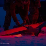 Оперативна інформація щодо російського вторгнення