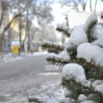 Полтавские коммунальщики призывают правильно утилизировать новогодние елки