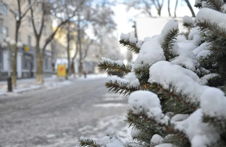 Полтавские коммунальщики призывают правильно утилизировать новогодние елки
