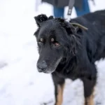 У Полтаві закликають допомогти безпритульним тваринам через морози та відключення світла