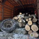 На Полтавщині затримали групу незаконних лісорубів, які завдали збитків на мільйон гривень