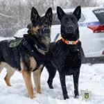 Служебные собаки помогли полиции Полтавщины оперативно раскрыть кражу