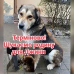 На Полтавщині власника собаки з обмотаною скотчем щелепою притягнули до відповідальності