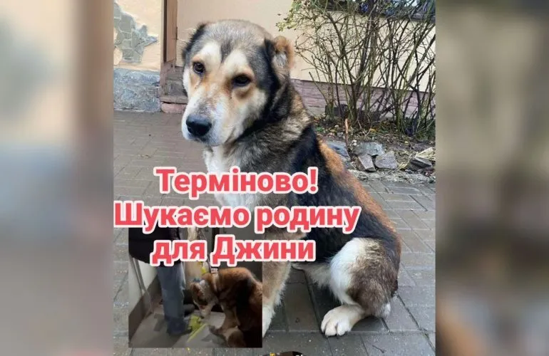 В Полтавской области владельца собаки с обмотанной скотчем челюстью привлекли к ответственности