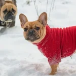 У Полтаві оновлюють правила утримання домашніх тварин