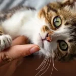 Ускладнення після стерилізації кішки: що вважається нормою та коли варто звернутися до ветеринара?