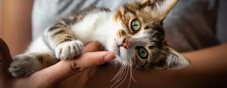 Ускладнення після стерилізації кішки: що вважається нормою та коли варто звернутися до ветеринара?