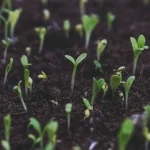 В Полтаве к весне 2026 года подготовили более 25 тысяч растений для озеленения