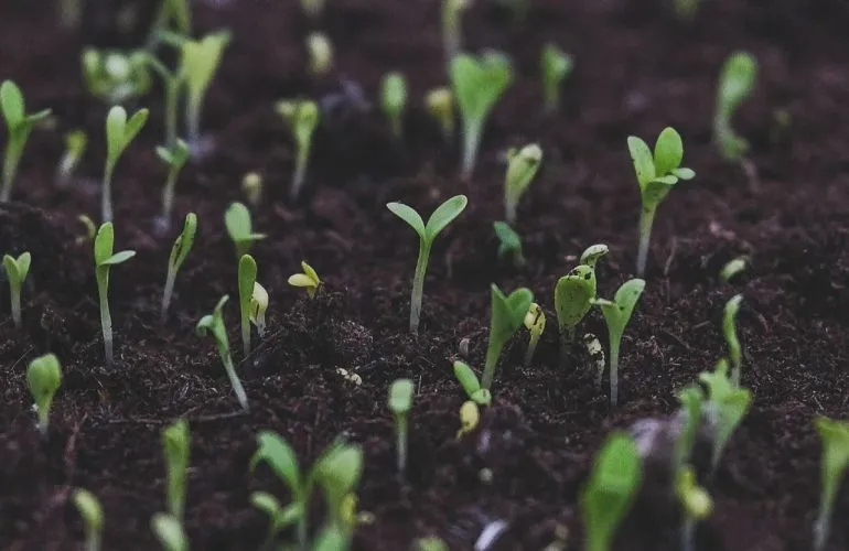 В Полтаве к весне 2026 года подготовили более 25 тысяч растений для озеленения