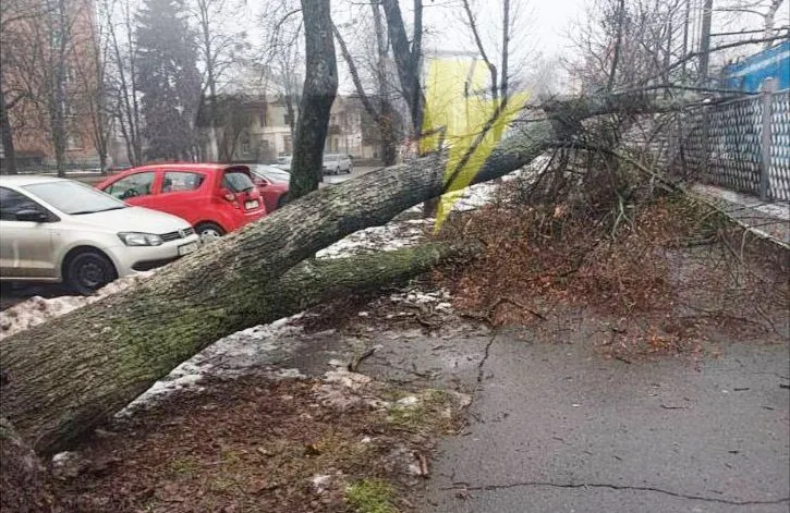 У Полтаві біля стадіону «Динамо» впало аварійне дерево: деталі інциденту