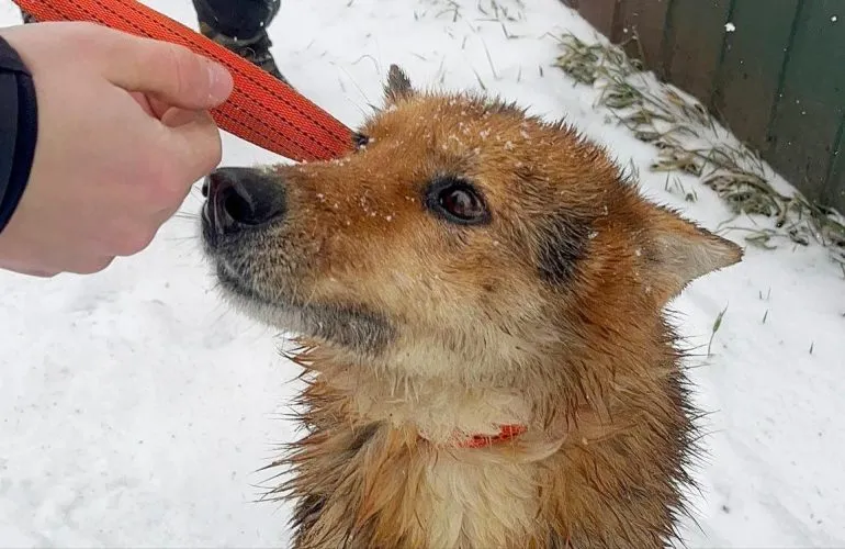Полиция спасла собаку из открытого ледяного люка в Хорольской громаде