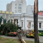 Падіння дерева біля кафе «Фотограф»: справу передали новій слідчій
