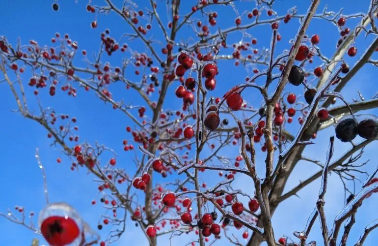 Мороз и мало осадков в Полтаве в начале февраля