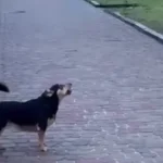 В Полтаве жалоба на напад собак возле Белой беседки и равнодушие владельца